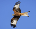 Red Kite - Picture Courtesy of Craig Churchill - www.craigchurchill.co.uk